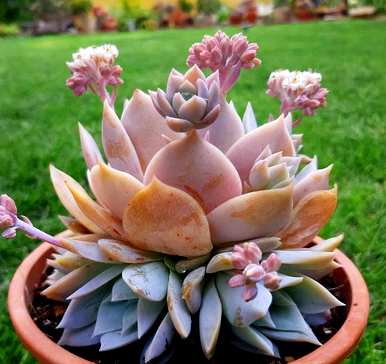 夏天如何养多肉植物，夏天如何养多肉植物