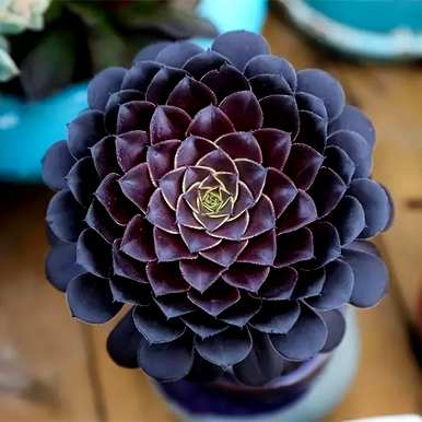 夏天如何养多肉植物，夏天如何养多肉植物