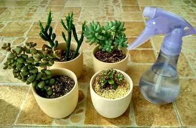 夏天如何养多肉植物，夏天如何养多肉植物