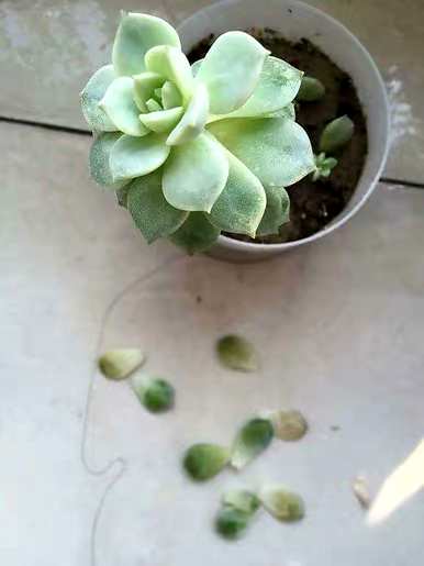 夏天如何养多肉植物，夏天如何养多肉植物