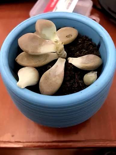 夏天如何养多肉植物，夏天如何养多肉植物