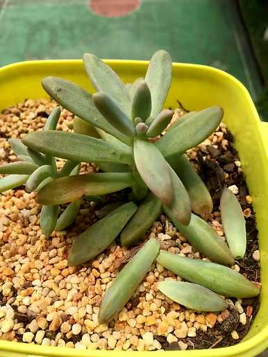 夏天如何养多肉植物，夏天如何养多肉植物