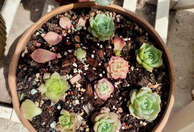 夏天如何养多肉植物，夏天如何养多肉植物