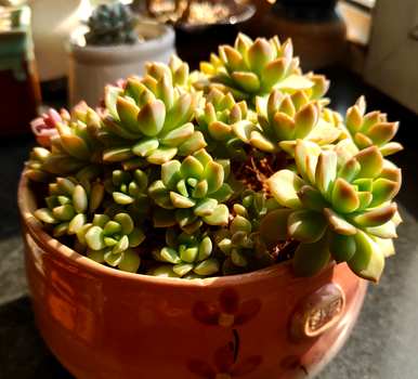 夏天如何养多肉植物，夏天如何养多肉植物