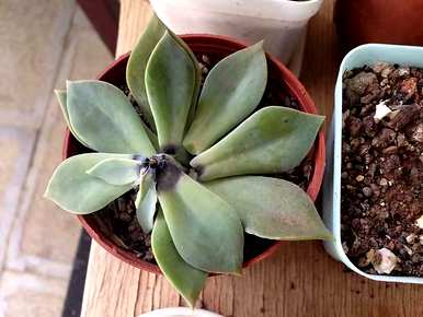 夏天如何养多肉植物，夏天如何养多肉植物