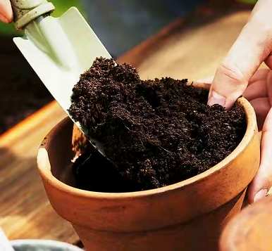 夏天如何养多肉植物，夏天如何养多肉植物