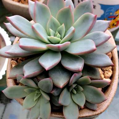 夏天如何养多肉植物，夏天如何养多肉植物