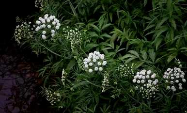 恐怖植物战僵尸，十大恐怖植物有哪些