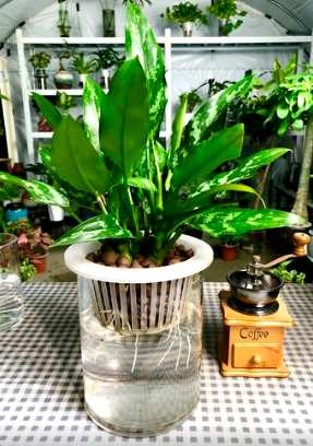 卧室水培植物花适合水培