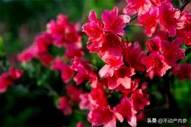 如何种植杜鹃花，如何种植杜鹃花