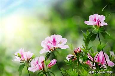 如何种植杜鹃花，如何种植杜鹃花