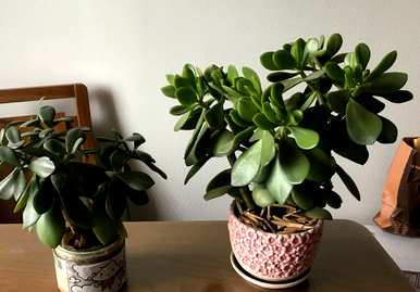 如何种植玉树盆景，如何修剪玉树盆景