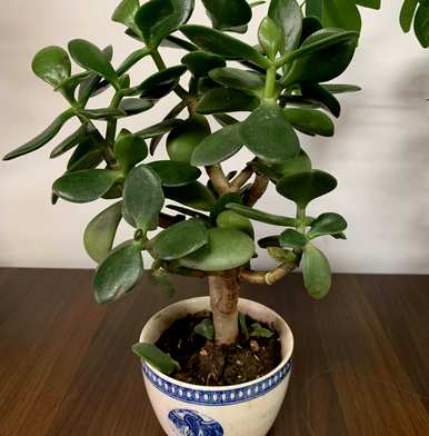 如何种植玉树盆景，如何修剪玉树盆景