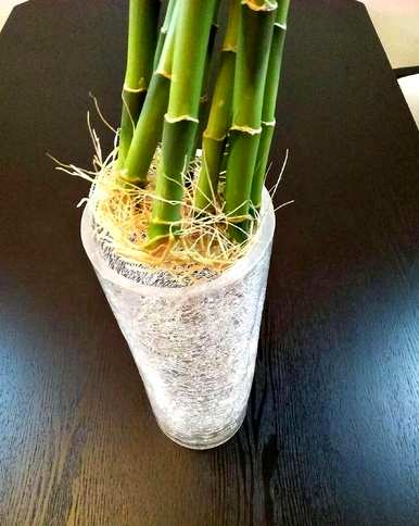如何养富贵竹才能更旺盛？