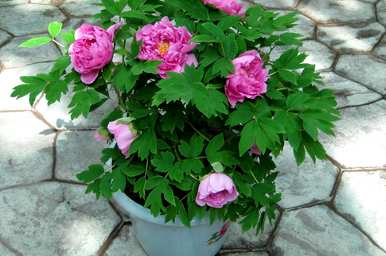 如何养护牡丹花，无茎牡丹花养护？