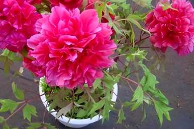 如何养护牡丹花，无茎牡丹花养护？