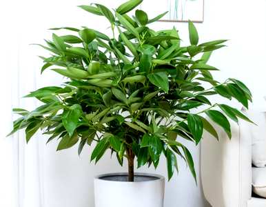 北方好养的室内花卉植物，室内好养的花卉有哪些