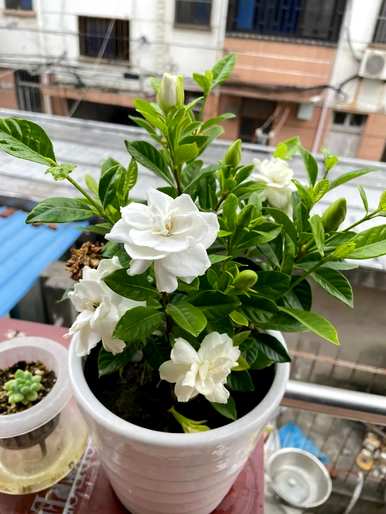 北方好养的室内花卉植物，室内好养的花卉有哪些