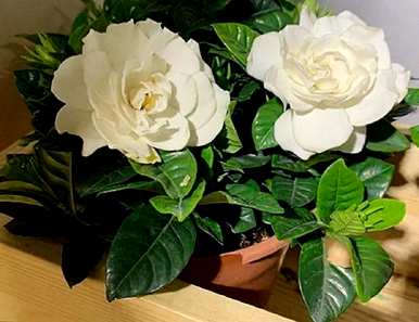 北方好养的室内花卉植物，室内好养的花卉有哪些