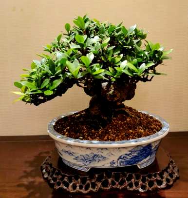 北方好养的室内花卉植物，室内好养的花卉有哪些