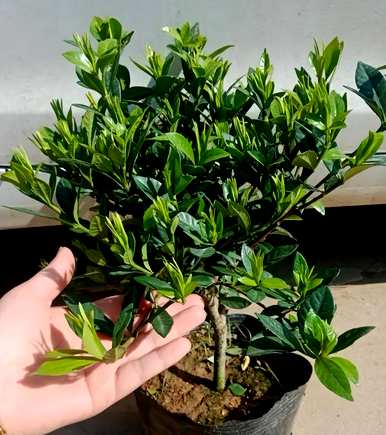 北方好养的室内花卉植物，室内好养的花卉有哪些