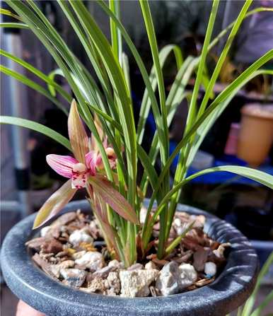 北方好养的室内花卉植物，室内好养的花卉有哪些