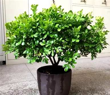 北方好养的室内花卉植物，室内好养的花卉有哪些