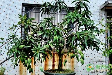 如何种植芒果盆栽，如何种植芒果盆栽