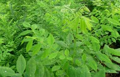 白蜡树怎么种，白蜡树怎么种？