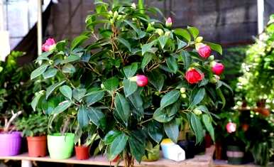 山茶花容易养吗？家里养山茶花