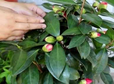 山茶花容易养吗？家里养山茶花