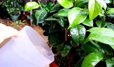 山茶花容易养吗？家里养山茶花