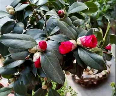 山茶花容易养吗？家里养山茶花