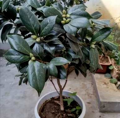 山茶花容易养吗？家里养山茶花