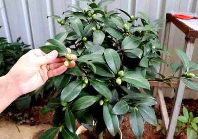 山茶花容易养吗？家里养山茶花
