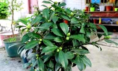 山茶花容易养吗？家里养山茶花