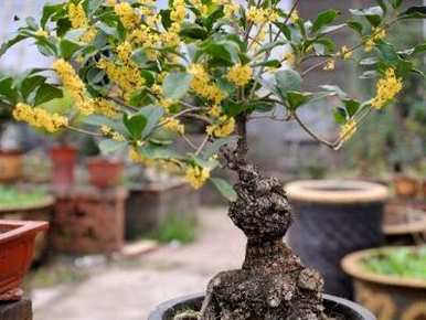 如何种植桂花盆栽植物，桂花耐阴还是喜阳？