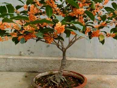 如何种植桂花盆栽植物，桂花耐阴还是喜阳？