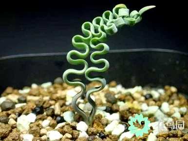 如何饲养弹簧草？弹簧草不生根