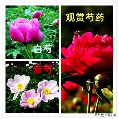 牡丹花什么季节繁殖，牡丹花什么季节种植