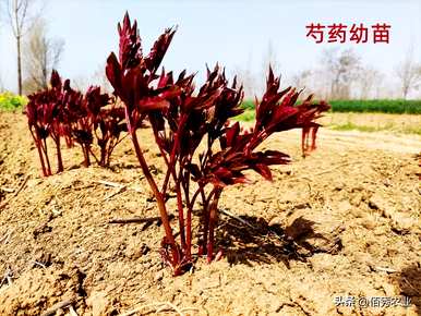 牡丹花什么季节繁殖，牡丹花什么季节种植