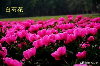 牡丹花什么季节繁殖，牡丹花什么季节种植