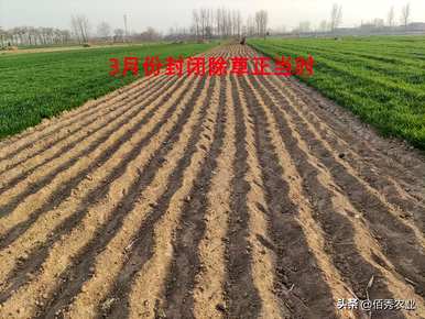 牡丹花什么季节繁殖，牡丹花什么季节种植