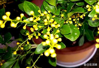 米兰花冬季育种方法，如何育种米兰花