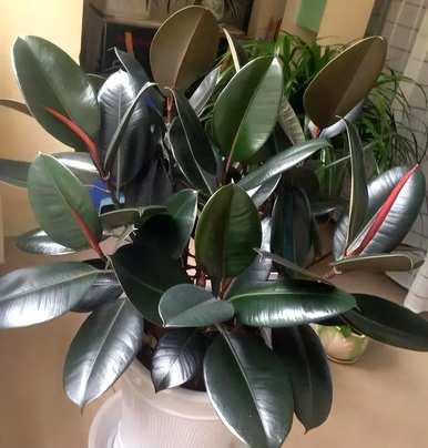什么是适合室内栽培的绿色植物，什么是适合室内栽培的大绿色植物