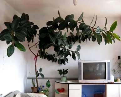 什么是适合室内栽培的绿色植物，什么是适合室内栽培的大绿色植物