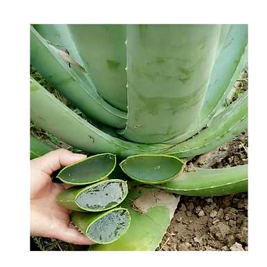 什么是适合室内栽培的绿色植物，什么是适合室内栽培的大绿色植物