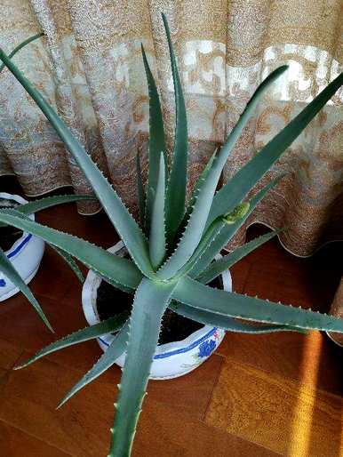什么是适合室内栽培的绿色植物，什么是适合室内栽培的大绿色植物