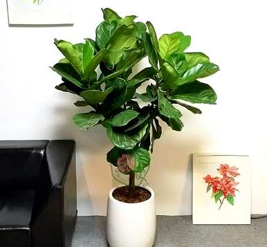 什么是适合室内栽培的绿色植物，什么是适合室内栽培的大绿色植物