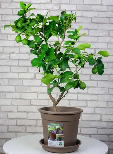 什么是适合室内栽培的绿色植物，什么是适合室内栽培的大绿色植物